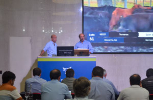 Precio del ternero alcanzó US$4 por kilo