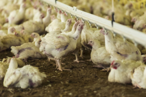 Productores avícolas advierten que miles de pollos pueden morir por falta de alimento