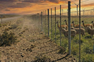 Proponen un sistema impresionante para evitar el cruce de guanacos en la provincia