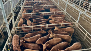 Altibajos marcan el mercado agroganadero de Cañuelas