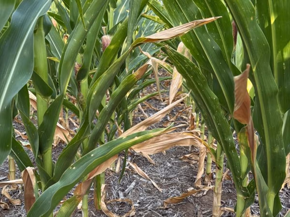 Productores lamentan las pérdidas por la sequía y se aferran a una última carta