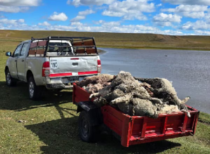 Ataque de perros salvajes: más de 100 ovejas muertas en un importante colegio agrotécnico