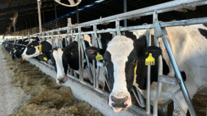 Un tambero paga hasta 37 impuestos y el 42% de sus ventas se destina a tributos